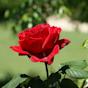 Red rose