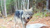 Smith: Wolves are a keystone species in nature but at center of a political divide