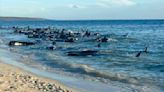 ‘The final result was good news’: More than 100 whales rescued from mass beach stranding in Western Australia | CNN