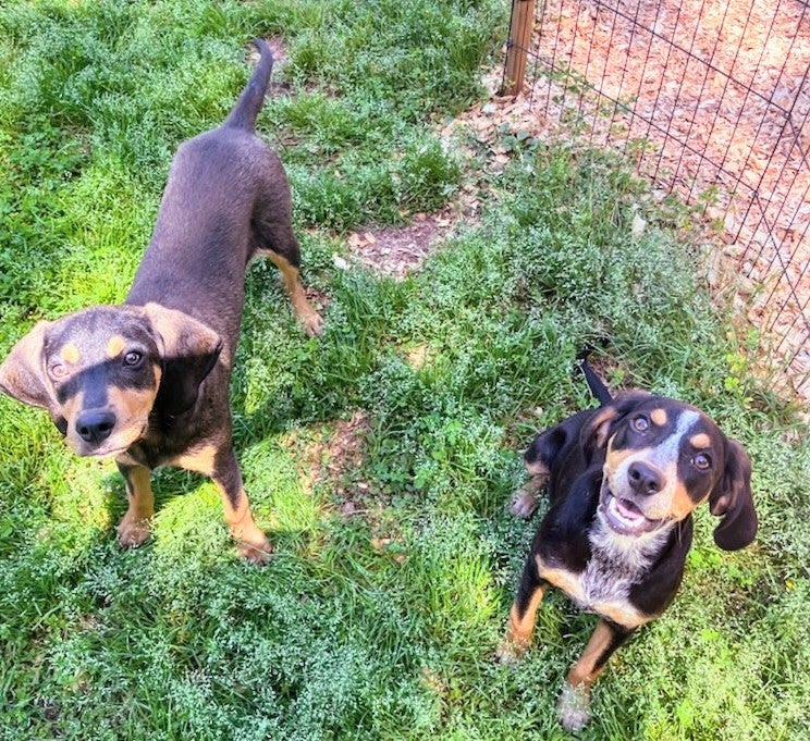 Adorable duo seek forever home