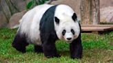 San Francisco mayor's office announces zoo to receive giant pandas