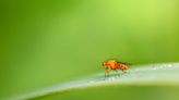 Fruit fly testes offer potential tool against harmful insects