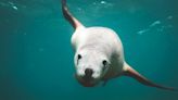 ¿Puede un humano competir en apnea con una foca?