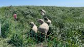 Sheep grazing on Renard Island as Brown County officials eye land for future recreation