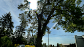 Local arborist weighs in on scheduled removal of historic Tumwater oak tree