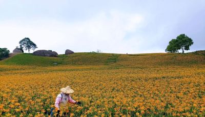 全台最美！花蓮金針花季上億朵金色花毯八月登場 卡娜赫拉人偶萌樣現身吸客