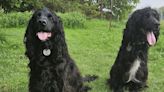 Dogs help save the lives of two Cocker Spaniels who required urgent blood transfusions