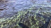 Health officials issue blue-green algae bloom alert for Clay County