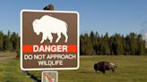 83-year-old seriously injured after being gored by bison at Yellowstone