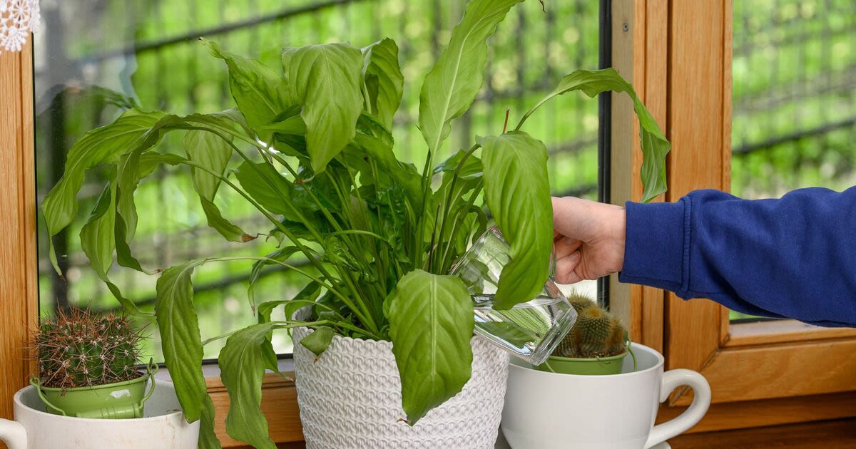 ‘Spur’ peace lilies to repeat flower with experts’ ‘correct’ houseplant care tip