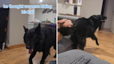 Laughter as dog throws furious "tantrum" when he thinks owner has his ball