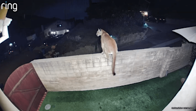 Puma visita residencia en Agoura Hills a altas horas de la noche