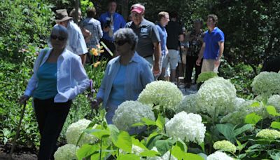 Hydrangeas, VP Kamala Harris, and more: Some of our most-read Cape Cod stories of the week