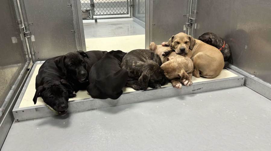 Rescued Halifax County puppies catch flight to new life