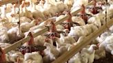 Avian Flu Outbreak in Midwest Prompts Increased Vigilance on Delmarva