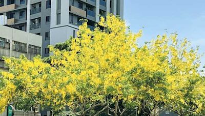 金黃色嘉年華來了！ 台中市區阿勃勒盛開