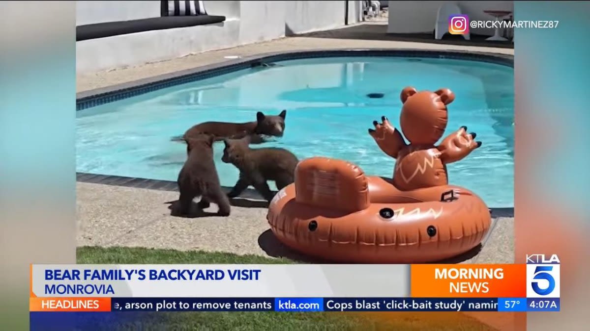 Watch: Mama bear takes a swim in California resident's pool