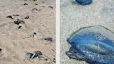 Alerta en Playas de Tijuana por presencia de “Medusas Velero”