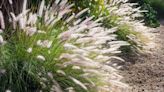 How to Grow and Care for Fountain Grass