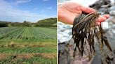 From a beef farm gone vegan to Scottish seaweed: All the winners of PETA’s new Farming Awards