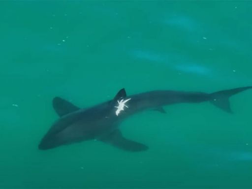 Great White Sharks Have Some Pretty Amazing Survival Abilities