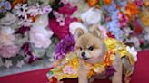 Fashion goes to the dogs: Pooches parade red carpet in salute to stars at Met Gala