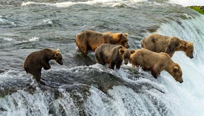 'The Hungry Games' offers viewers another helping of Katmai National Park fat bears