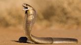 8-Year-Old Boy Bites Venomous Cobra Twice After Getting Attacked, Kills It: Report