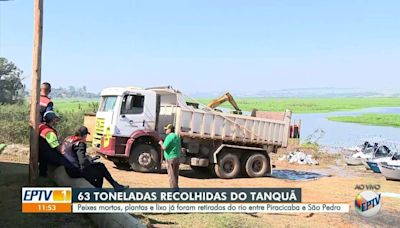 Quantidade de materiais retirados do Rio Piracicaba após mortandade chega a 70 toneladas; trabalho segue nesta semana