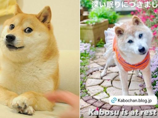 柴犬迷因始祖「Kabosu」離世 主人證實：牠已經安息│TVBS新聞網