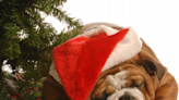 Adorable English Bulldog Chills in Full Holiday Spirit Like It’s Her Job