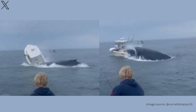 Humpback whale capsizes boat on New Hampshire coast, chilling video goes viral. Watch here