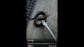 Venomous cottonmouth is no match for Texan armed with grilling tongs, photo shows