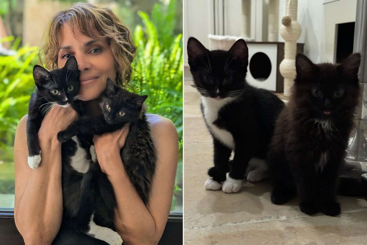 Halle Berry Is a Catwoman Again! Meet the Oscar Winner's Two New Rescue Kittens