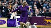Petit Basset Griffon Vendéen Wins Best in Show at the 2023 Westminster Dog Show