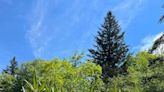 NC’s Ruby the red spruce will be the US Capitol Christmas tree. Track her journey.