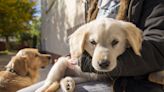 Worries about golden retriever getting puppy sibling couldn't be more wrong