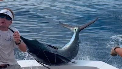 Watch: Deckhand nearly skewered as blue marlin leaps into boat