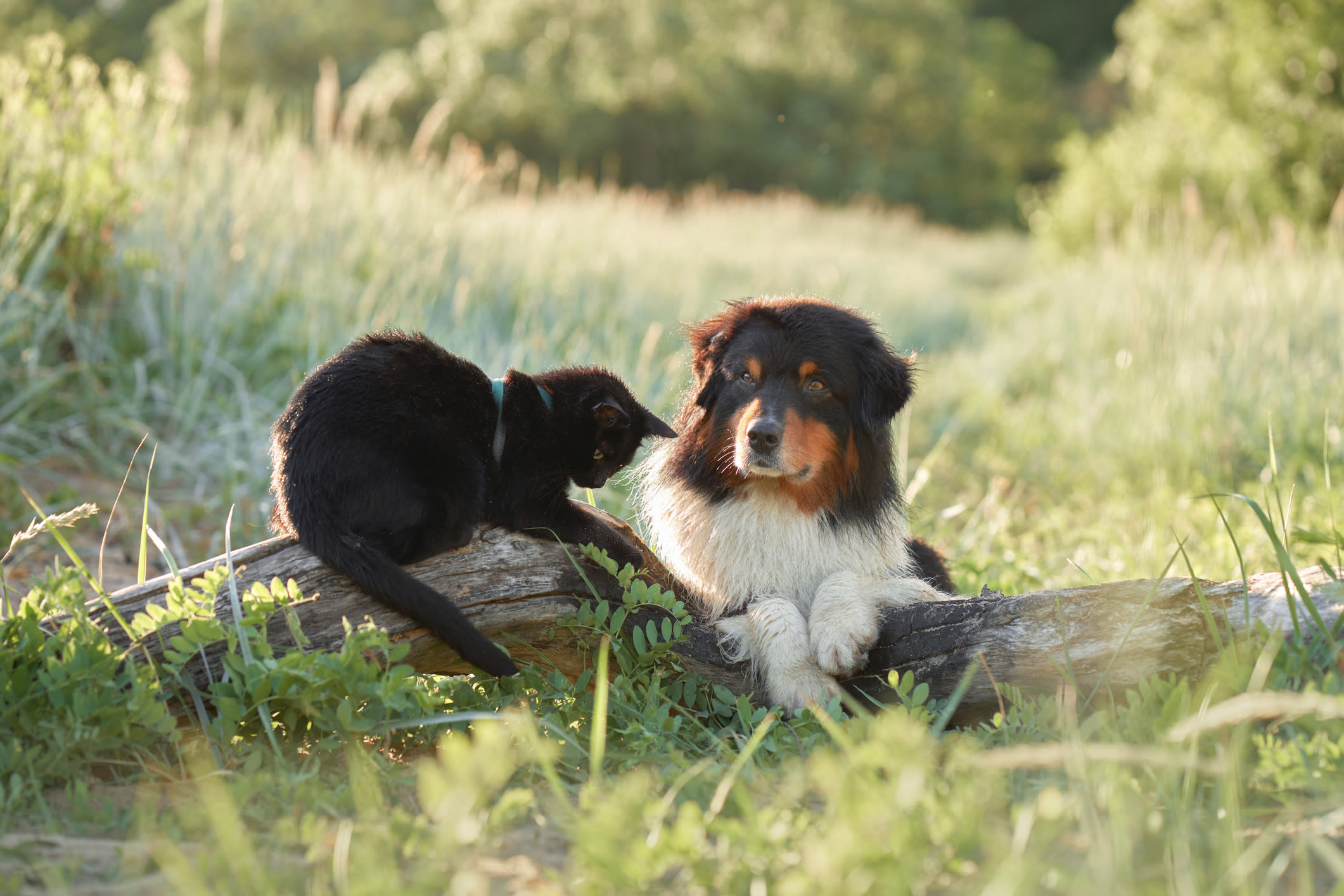 Hilarious moment working dog tries to herd cat inside