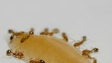 Las hormigas pueden oler el cáncer en la orina