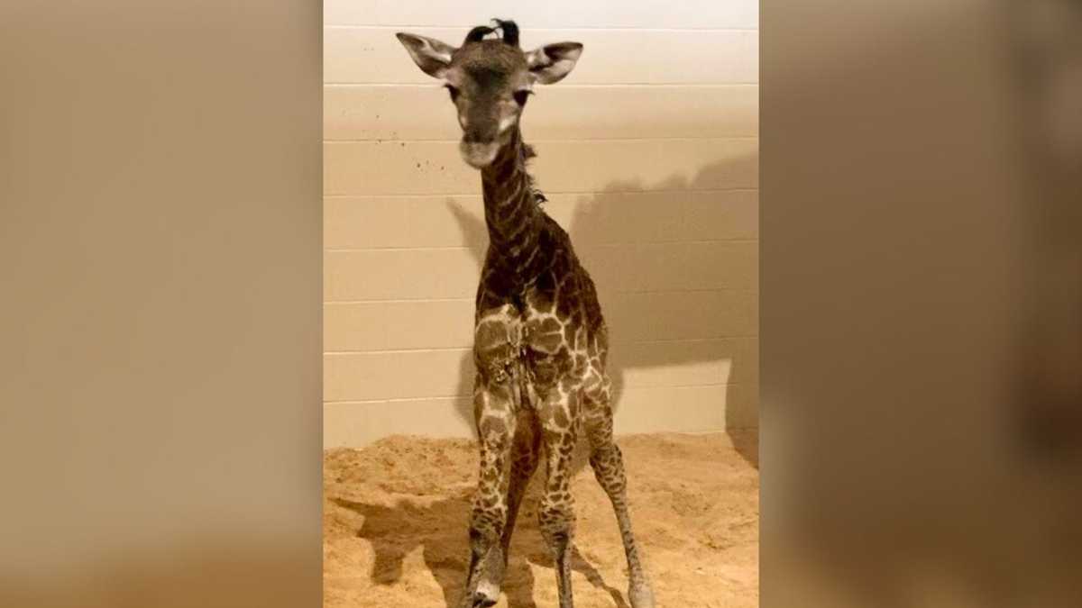 Louisville Zoo asking for help naming its new giraffe calf