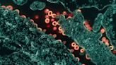 Decoding HIV’s Defenses: Innovative Vaccine Strategy Shows Promise