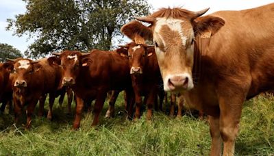 El impuesto revolucionario de Dinamarca: impondrá una tasa ganaderos por las flatulencias de sus vacas, ovejas y cerdos