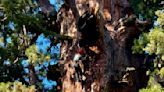 General Sherman passes health check but world's largest trees face growing climate threats
