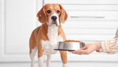 Beagle Starts Preparing for Dinner an Hour Before It’s Time and It’s Too Cute