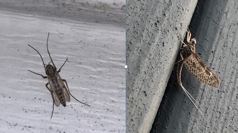 Mayflies are swarming near Lake Erie. Are they the same as flying ants? What to know