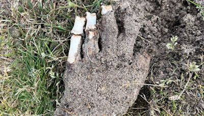 'Hand' found on Welsh golf course as police forensics called to scene