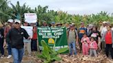 Piura: Más de 500 hectáreas de banano entran en cuarentena por plaga