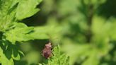 Attention aux insectes mangeurs de chair, cette femme a failli mourir