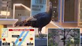 What the peck?! Wild turkey spotted strutting around Manhattan after epic journey